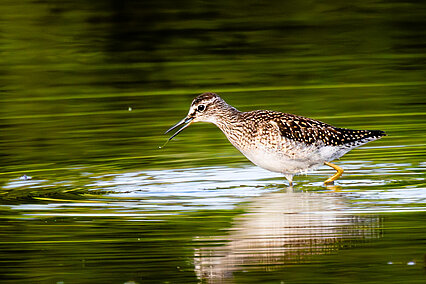 Wood sandpiper (Tringa glareola)