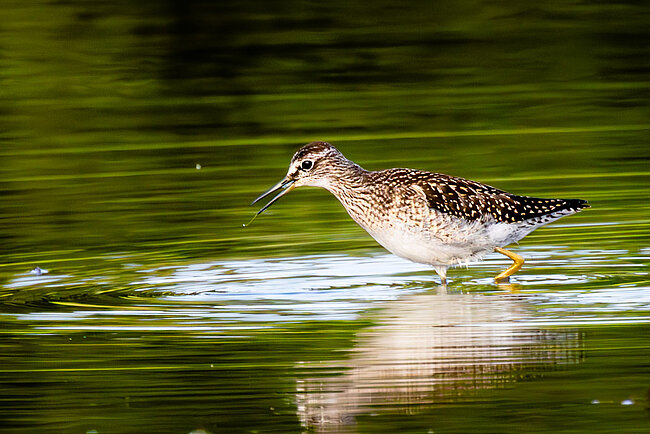 Bruchwasserläufer (Tringa glareola)