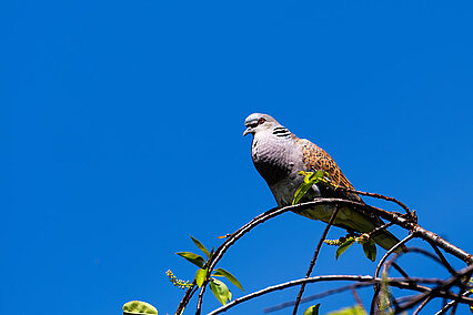 European turtle dove (Streptopelia turtur)
