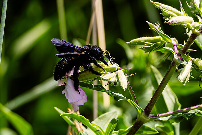 Xylocope violet (Xylocopa violacea)