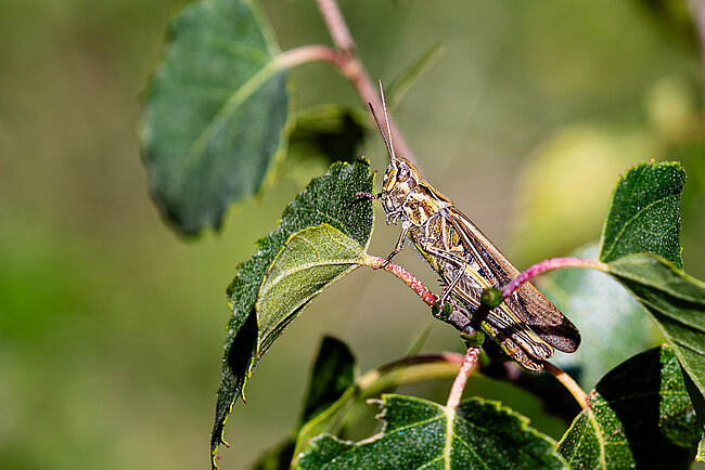 Criquet duettiste (Chorthippus brunneus)