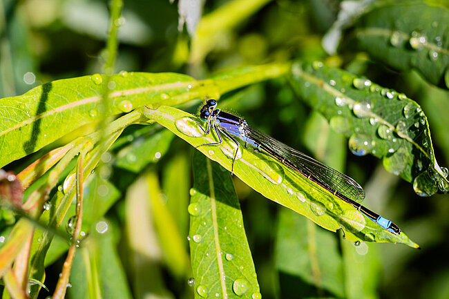 Junges Weibchen der Großen Pechlibelle, forma violocea (Ischnura elegans)