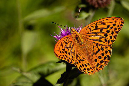 Kaisermantel (Argynnis paphia)