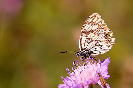 Schachbrettfalter (Melanargia galathea)