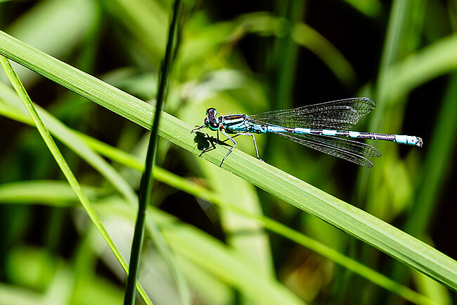 Männchen der Speer-Azurjungfer (Coenagrion hastulatum)