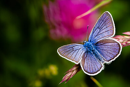 Hauhechel-Bläuling (Polyommatus icarus)