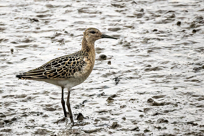 Kampfläufer (Calidris pugnax)