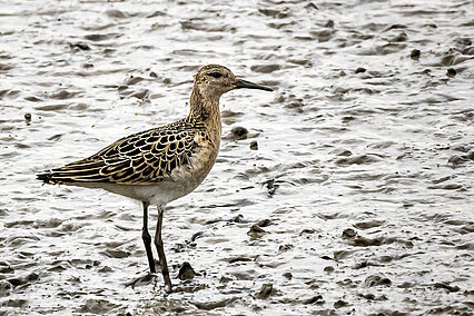 Ruff (Calidris pugnax)
