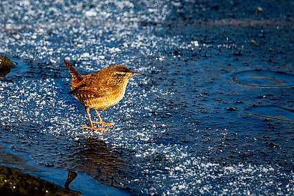 Eurasian wren (Troglodytes troglodytes)