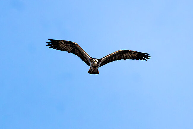 Fischadler (Pandion haliaetus)