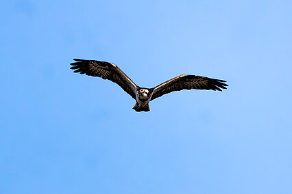 Osprey (Pandion haliaetus)
