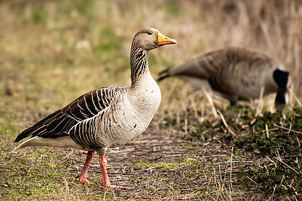 Greylag goose (Anser anser)