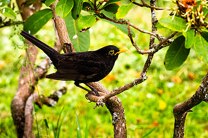 Common blackbird (Turdus merula)