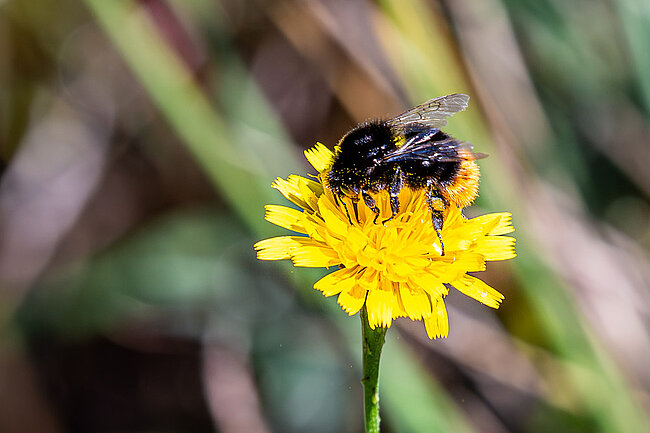 Bourdon des pierres (Bombus lapidarius)