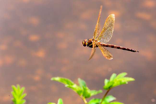 Braune Mosaikjungfer im Flug (M, Aeshna grandis)