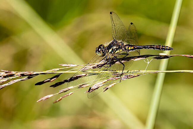 Schwarze Heidelibelle (Sympetrum danae)