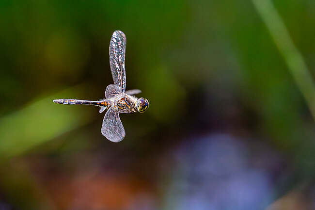 Schwarze Heidelibelle im Flug (Sympretrum danae)