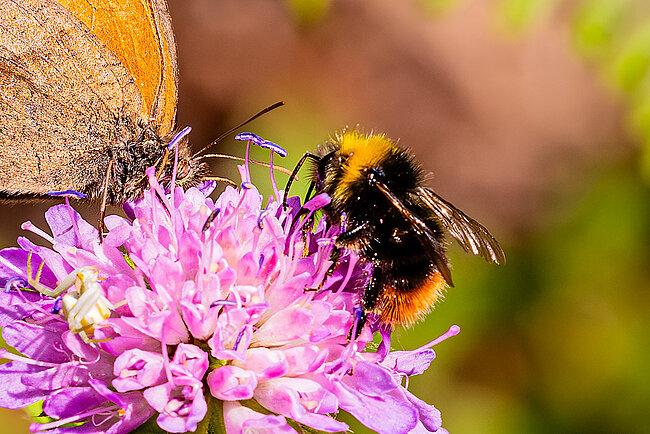 Bourdon des prés (Bombus pratorum)