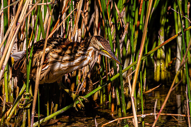 Zwergdommel (Ixobrychus minutus)