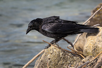 Common raven (Corvus corax)