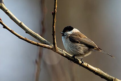  Marsh tit (Poecile palustris)