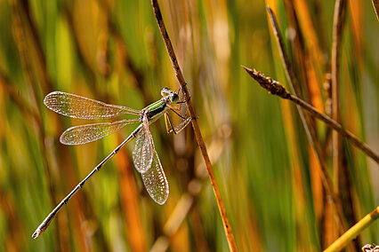 Südliche Binsenjungfer (Lestes barbarus)