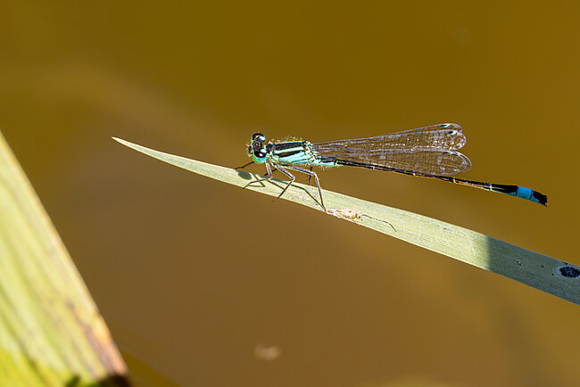 Große Pechlibelle (M, Ischnura elegans)