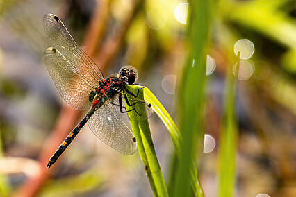Leucorrhine douteuse (Leucorrhinia dubia)