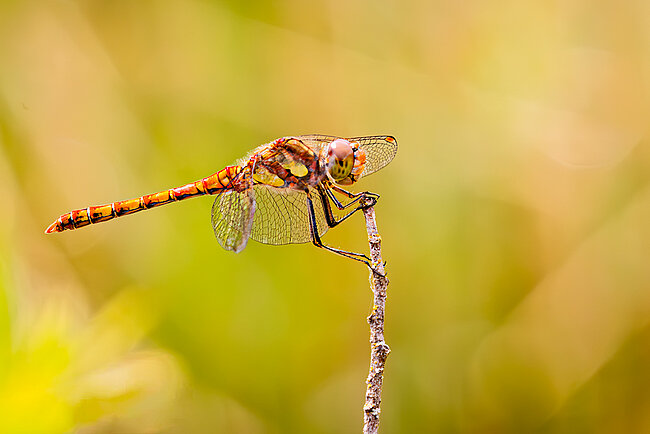 Männchen der Großen Heidelibelle (Sympetrum striolatum))