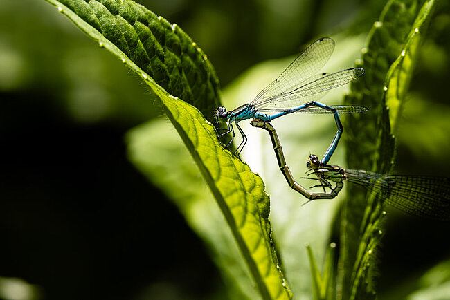 Paarungsrad der Speer-Azurjungfer (Coenagrion hastulatum)