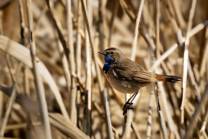 Bluethroat (Luscinia svecica)