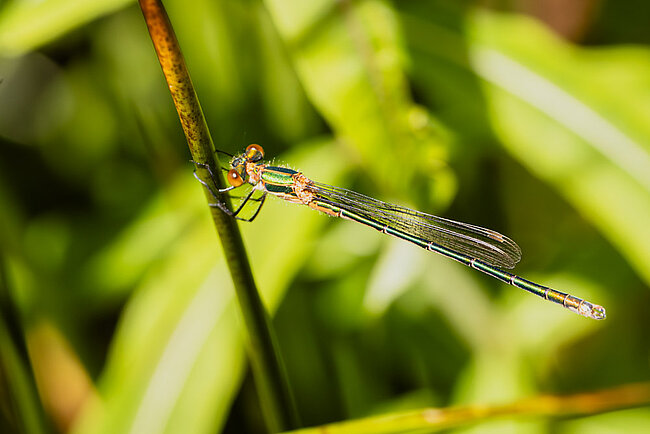 Junges Männchen der Gemeinen Binsenjungfer (Lestes sponsa)