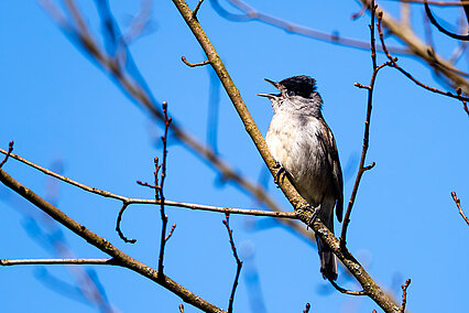 Eurasian blackcap (Sylvia atricapilla)