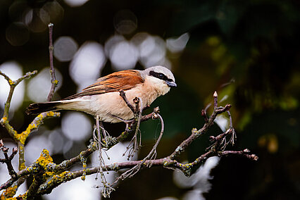 Red-backed shrike (Lanius collurio)