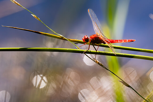 Feuerlibelle (Crocothemis erythraea)