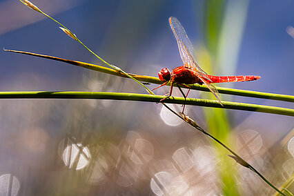 Crocothémis écarlate (Crocothemis erythraea)