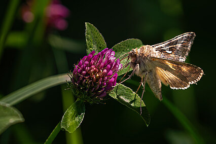 Gamma-Eule (Autographa gamma)
