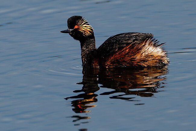Schwarzhalstaucher (Podiceps nigricollis)