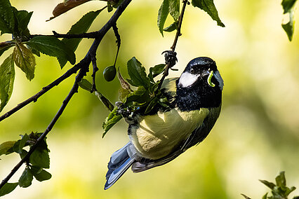 Great tit (Parus major)