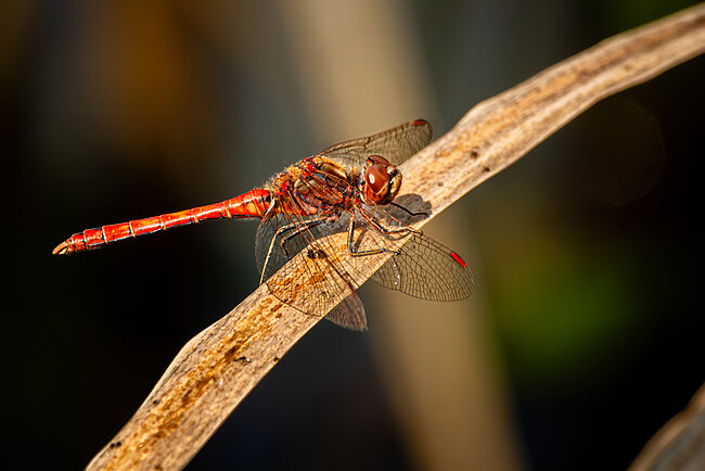 Männchen der Gemeinen Heidelibelle (Sympetrum vulgatum)