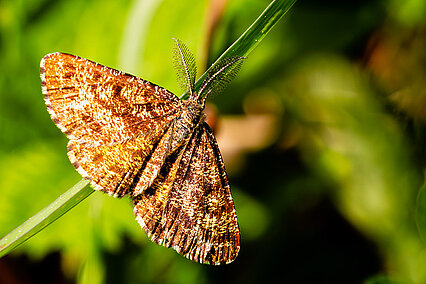 Heideland-Tagspanner (Ematurga atomaria)