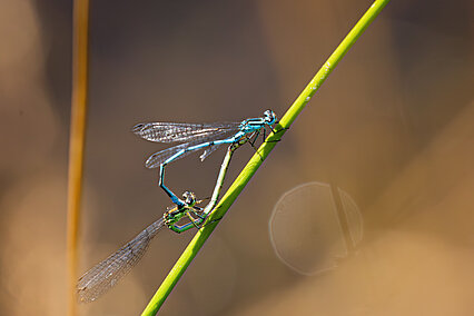 Paarungsrad der Hufeisen-Azurjungfer (Coenagrion puella)