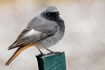  Black redstart (Phoenicurus ochruros)