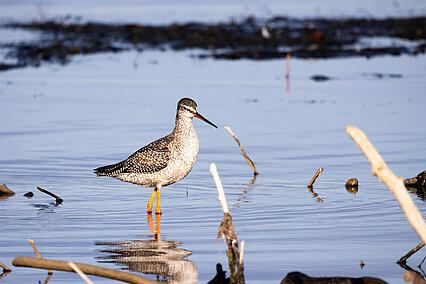 Spotted redshank in eclipse plumage (Tringa erythropus)