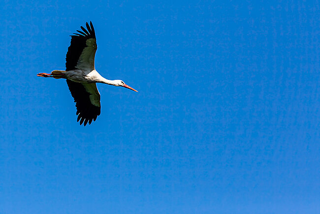 Weißstorch (Ciconia ciconia)