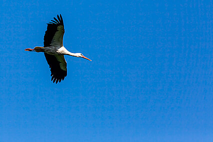 White stork (Ciconia ciconia)