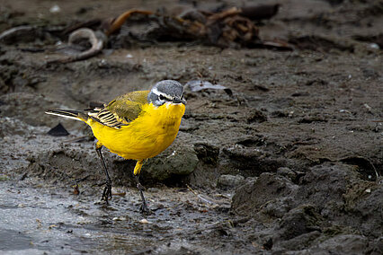 Western yellow wagtail (Motacilla flava)