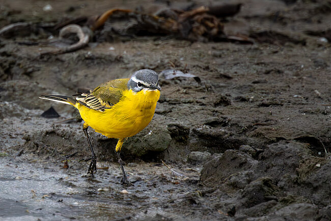 Schafstelze (Motacilla flava)