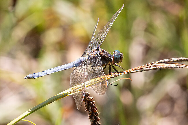 Kleiner Blaupfeil (Orthetrum coerulescens)