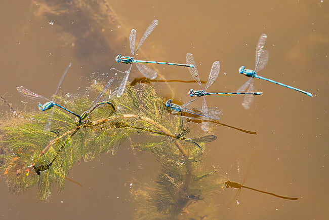 Ponte de la Naïade aux yeux bleusr  (Erythromma lindenii)